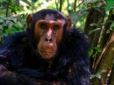 Opičie kiahne, čo je to za ochorenie a ako sa môžeme chrániť?