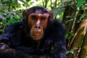 Opičie kiahne, čo je to za ochorenie a ako sa môžeme chrániť?