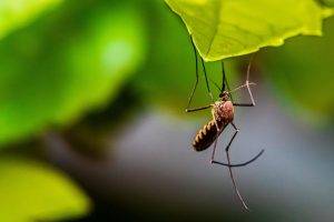 Sú komáre na Slovensku rizikom?